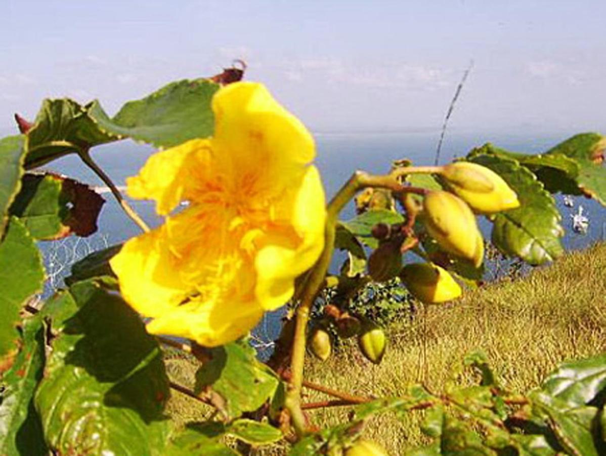 Bed and breakfast Cerrito Tropical Eco Taboga